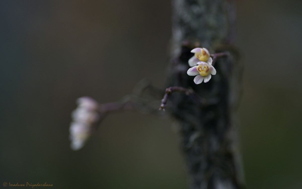 Chiloschista fasciata (F.Muell.) Seidenf. & Ormerod